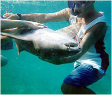 Lil Alphonse Snorkeling on Ambergris Caye