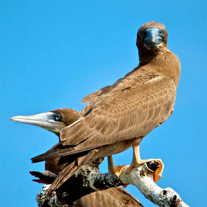brown-boobies-belize-birds